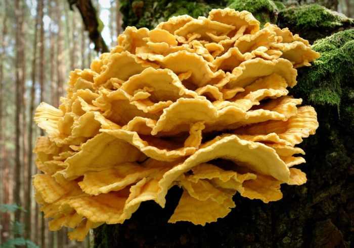 Chicken of the woods recipe